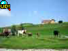 Lehnւ̃nCLOR[X