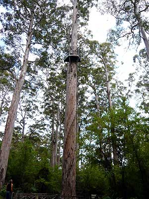 Bicentennial Tree