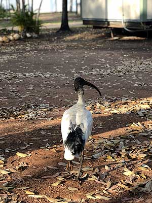 ibis