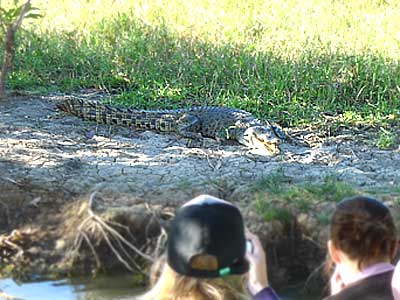Crocodile