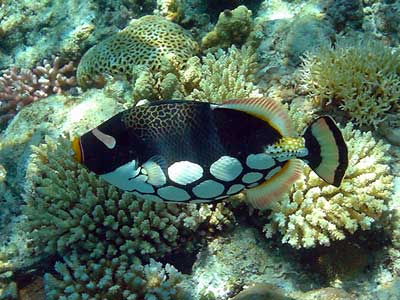 モンガラカワハギ