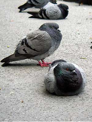 uh`Ăv