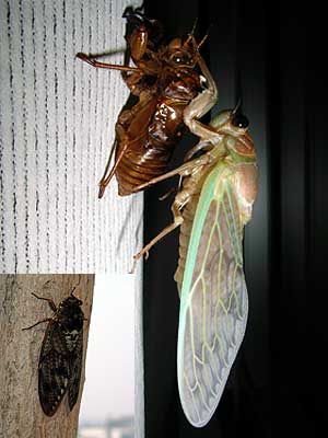 アブラゼミの羽化