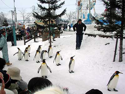 ジェンツーペンギン