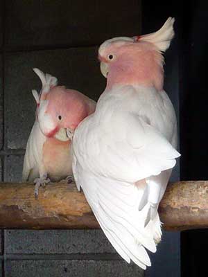 N}TJIE