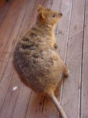 クオッカ