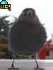eNhhLE