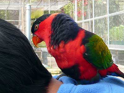 オトメズグロインコ