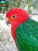King Parrot