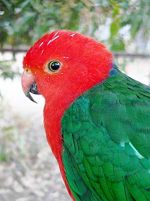 King Parrot