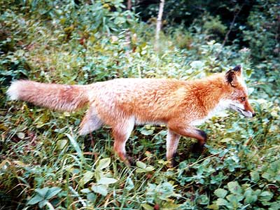 キタキツネ