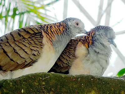 Bar-shouldered Dove