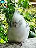 Cockatiel